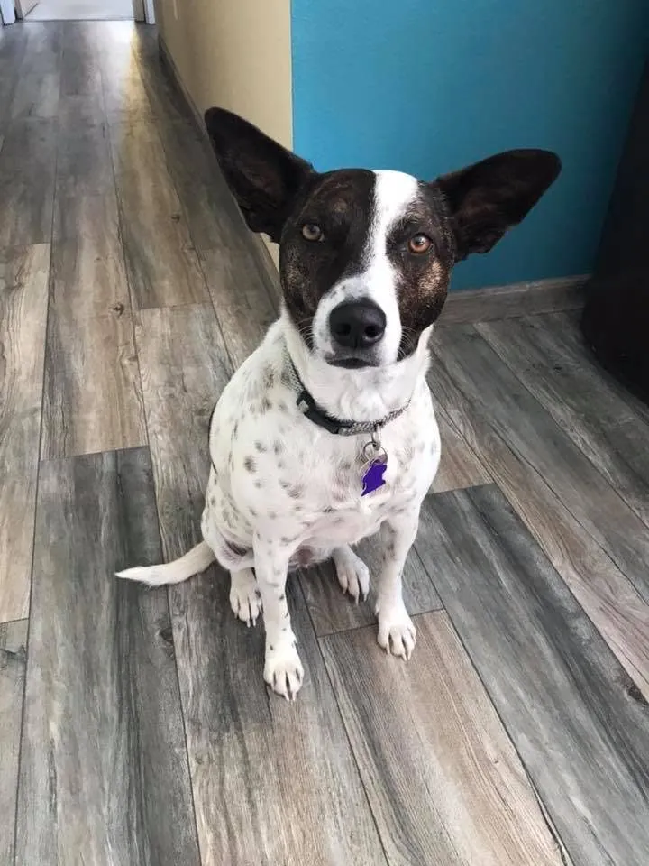 Koko, the Mojo's Music Academy mascot dog, standing in the studio hallway